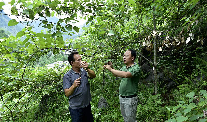 6月21日，弄腾村党支部书记黄树全指导蒙桂英为葡萄剪枝。