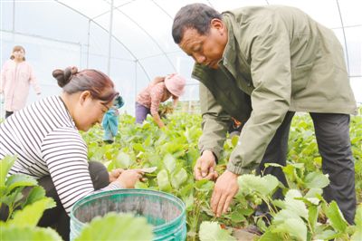 扎西次培(右一)在大棚。鲜敢 摄