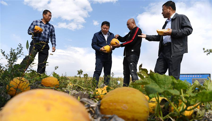 　　在黑龙江省青冈县的裸仁南瓜种植示范区，杨勇（左二）向柞岗镇红升村村民张权（右二）了解裸仁南瓜种植情况（9月13日摄）。新华社记者 王建威 摄
