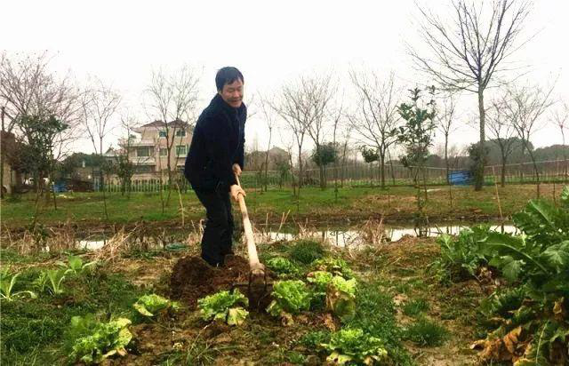 为了节省开支，陈文华经常自己下田劳作